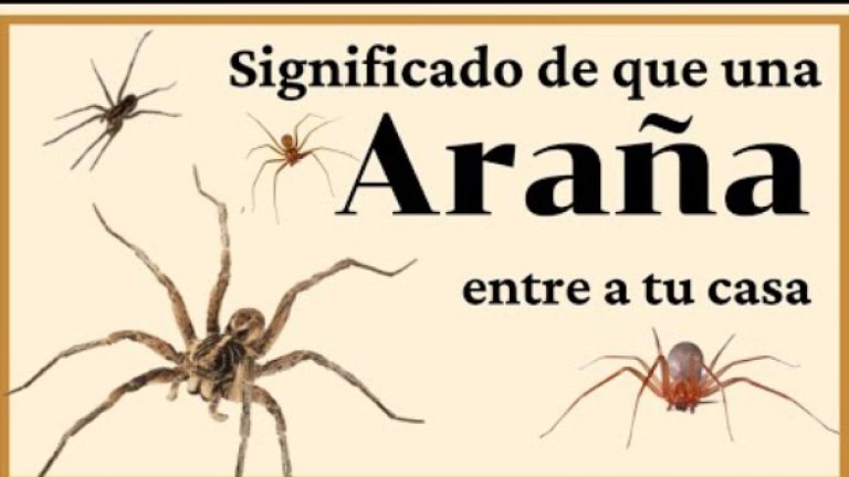 Sabías que: Cuando una Araña visita tu casa es señal