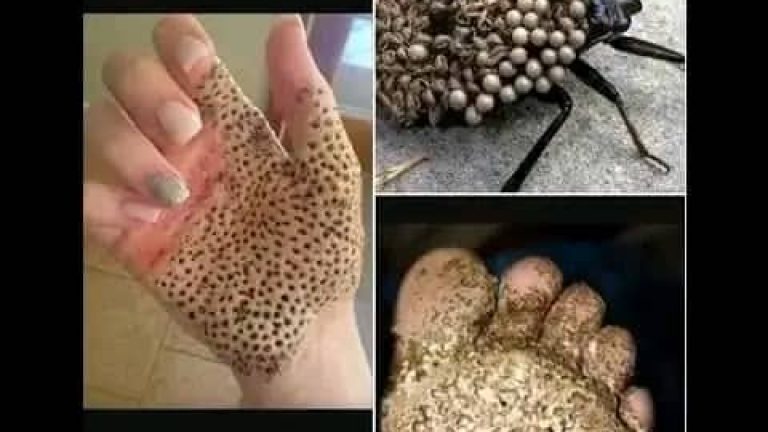 Si ves uno de estos en tu hogar no lo toques
