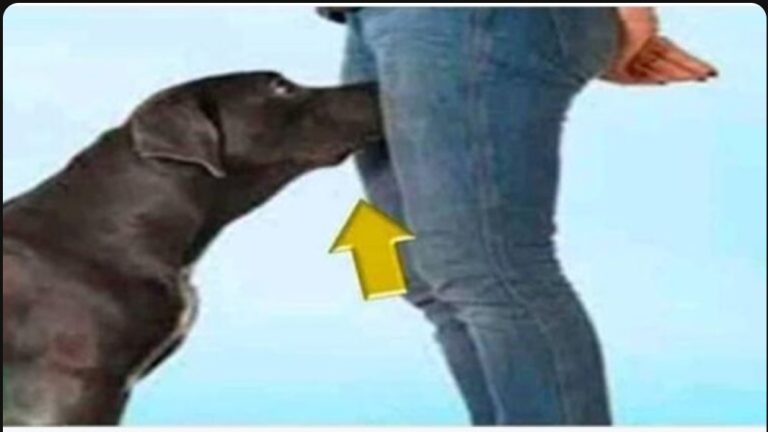 Si tu perro huele tus partes íntimas