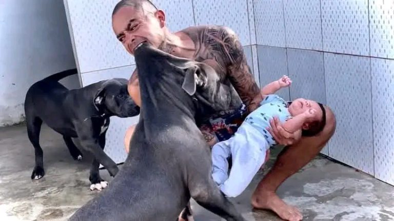 PERRO PITBULL ataca al hijo de su dueño y
