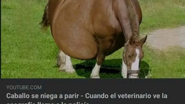 Caballo se niega a parir