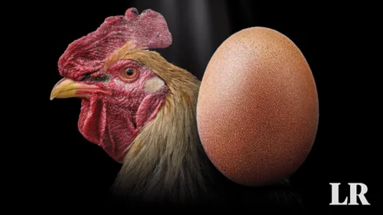 Científicos responden, por fin, a la pregunta: “¿Qué fue primero, el huevo o la gallina?”