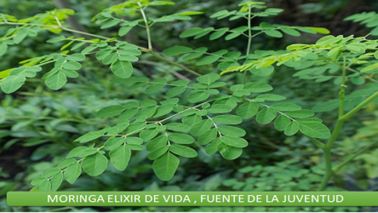 Moringa Elixir de Vida , Fuente de la juventud