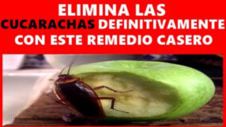Deshágase de las cucarachas definitivamente con este remedio simple