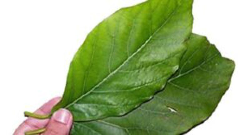 Acido úrico, insulina, remedio con las hojas del níspero.