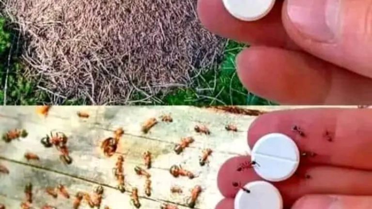 Acaba con todas las hormigas de tu hogar con ya solo está