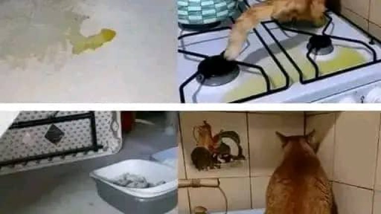 Truco para evitar que tu gato orine por todas partes dentro de tu casa